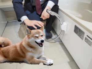 犬が洗えます