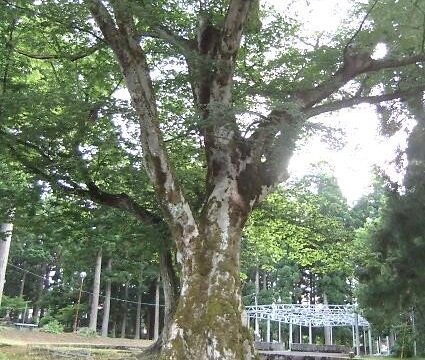 木を訪ねるVol.156　～長岡の木たち～
