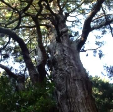 木を訪ねるVol.143　～長岡の木たち～