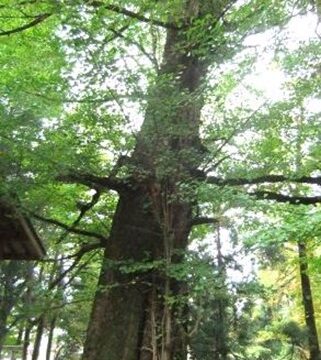 木を訪ねるVol.126　～長岡の木たち～
