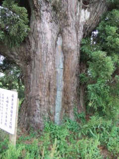 南魚沼市大崎の「てんまる杉」2