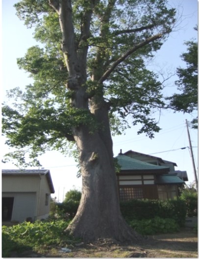 長岡市福島町の大ケヤキ1