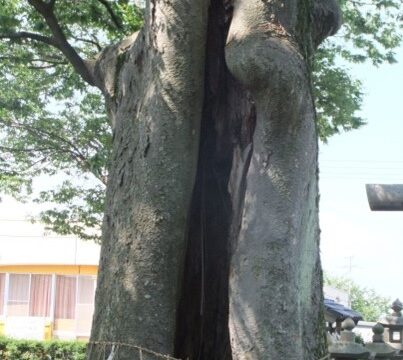 木を訪ねるVol.123　～長岡の木たち～