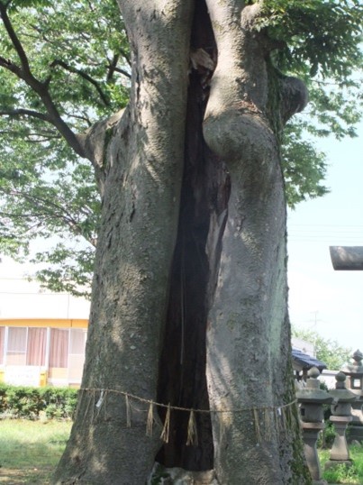 長岡市大口　於保久知神社の大欅1