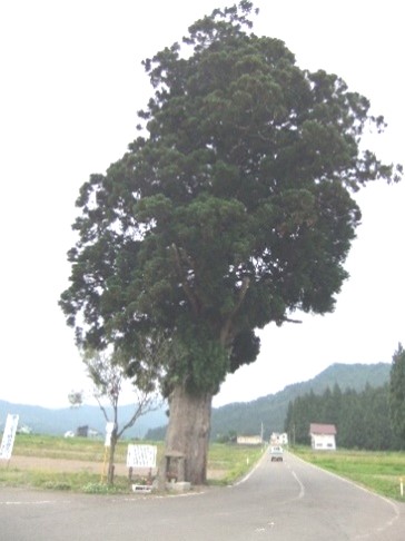 南魚沼市穴地「穴地の一本杉」1