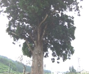 南魚沼市穴地「穴地の一本杉」2