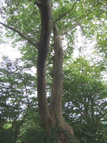 三島郡出雲崎町・小木ノ城のケヤキ群1