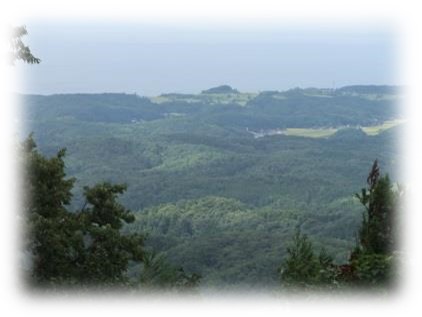 三島郡出雲崎町・小木ノ城のケヤキ群3